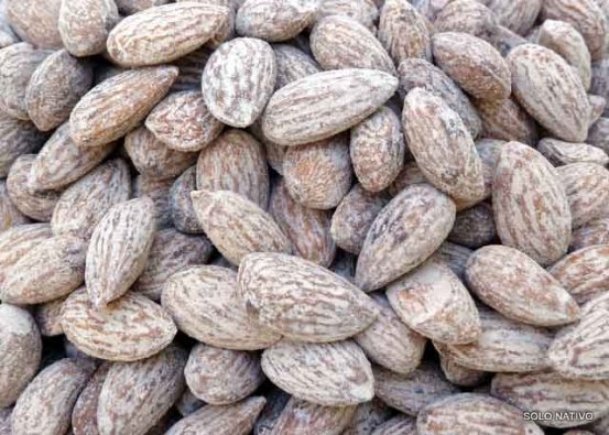 Amndoa Torrada com sal